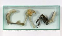 Taxidermy Text Image 2