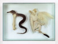Taxidermy Text Image 3
