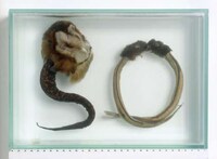 Taxidermy Text Image 4