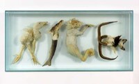 Taxidermy Text Image 5