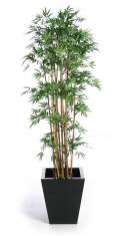 Talking Plants