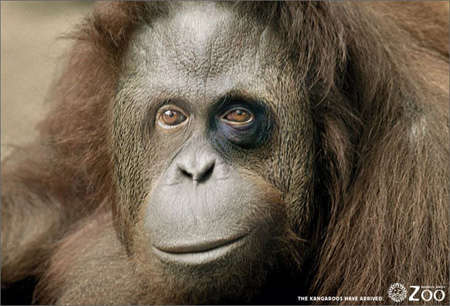 10 Enticing Zoo Ads