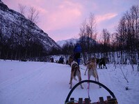 Dog Sled Taxi Services Image 2