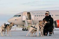 Dog Sled Taxi Services Image 3