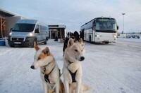 Dog Sled Taxi Services Image 4