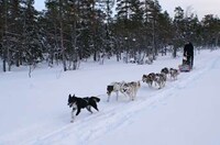 Dog Sled Taxi Services Image 5