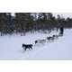 Dog Sled Taxi Services Image 5