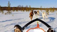 Dog Sled Taxi Services Image 6