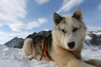 Dog Sled Taxi Services Image 7