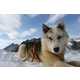 Dog Sled Taxi Services Image 7