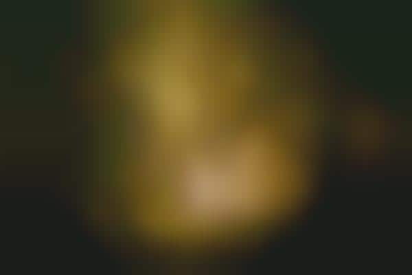 Illuminated Forest Photography