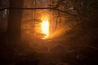 Illuminated Forest Photography Image 2