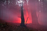 Illuminated Forest Photography Image 3