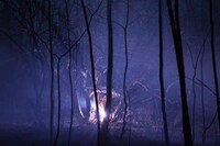 Illuminated Forest Photography Image 4
