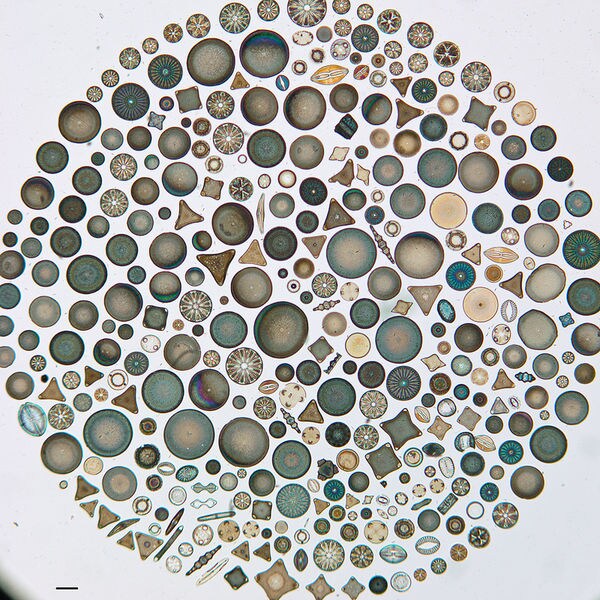 Kaleidoscopically Arranged Algae Photos