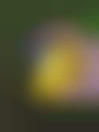 Throwable Panoramic Cameras