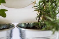 Plant-Watering Dish Trays Image 4