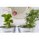 Plant-Watering Dish Trays Image 5