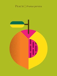 Succulent Graphic Fruit Illustrations Image 3