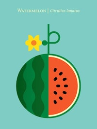 Succulent Graphic Fruit Illustrations Image 4