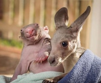 Aussie Animal Pair Photography Image 2