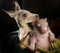 Aussie Animal Pair Photography Image 3