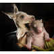 Aussie Animal Pair Photography Image 3