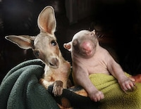 Aussie Animal Pair Photography Image 4