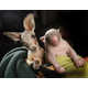 Aussie Animal Pair Photography Image 4