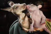 Aussie Animal Pair Photography Image 5