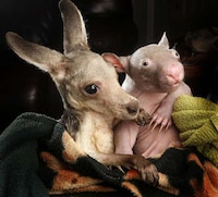 Aussie Animal Pair Photography Image 6
