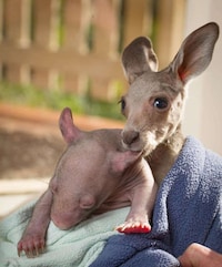 Aussie Animal Pair Photography Image 7