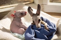 Aussie Animal Pair Photography Image 8