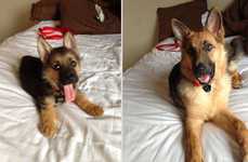 Adorable Timelapse Pet Photos