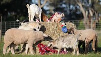 Uplifting Animal Sanctuaries Image 2