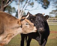 Uplifting Animal Sanctuaries Image 4