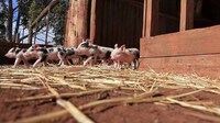 Uplifting Animal Sanctuaries Image 5