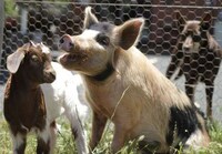 Uplifting Animal Sanctuaries Image 6