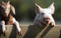 Uplifting Animal Sanctuaries Image 7