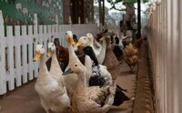 Uplifting Animal Sanctuaries Image 8