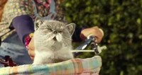 Rockstar Kitten Mobile Commercials Image 2