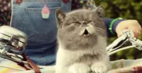 Rockstar Kitten Mobile Commercials Image 4