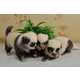 Adorably Marked Panda Puppies Image 4