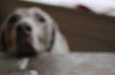 Sentimental Canine Snacks