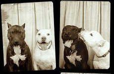 Canine Photo Booth Photography