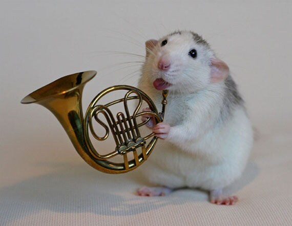 25 Funny Products for Rodents
