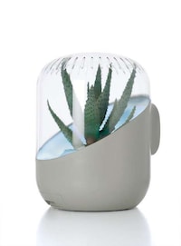 Plant-Powered Air Purifiers Image 2