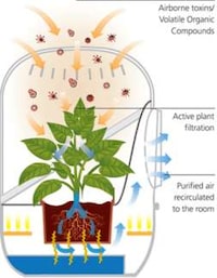 Plant-Powered Air Purifiers Image 7