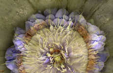Psychedelic Garden Photography