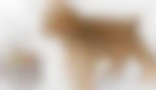Microchip-Activated Pet Feeders